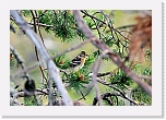 jarripeippo brambling * 1876 x 1272 * (2.22MB)